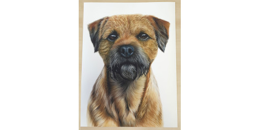 Border Terrier Canvas or Giclee Print